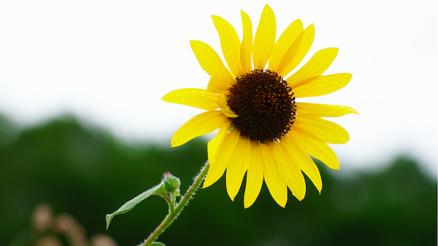 Gottes Liebe, Sonnenblume