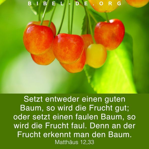 Grüne Blätter und Kirschen